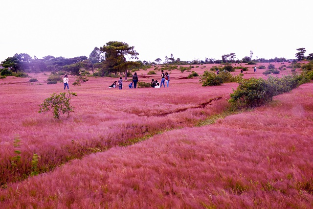 đồi cỏ hồng Đà Lạt.