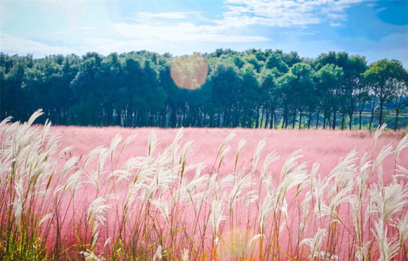 đồi cỏ hồng đẹp như tranh vẽ.